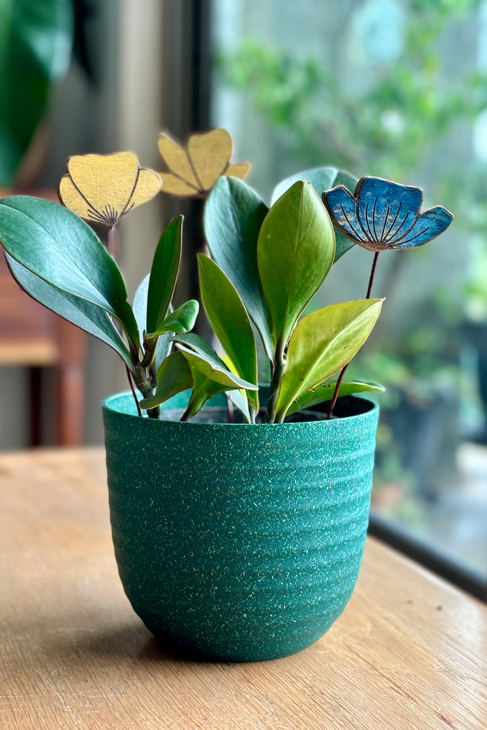 Yellow & Blue Flowers